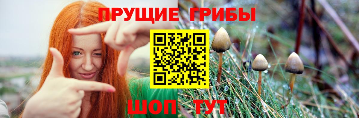 Псилоцибиновые грибы GOLDEN TEACHER  Вход с VPN  Псилоцибиновые грибы MAGIC MUSHROOMS  Мценск 
